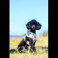 Toy Poodle