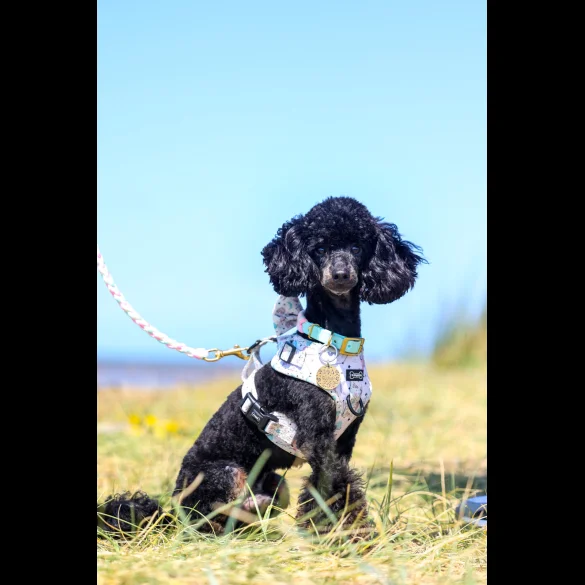 Toy Poodle