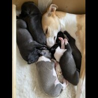 Whippet - Dogs