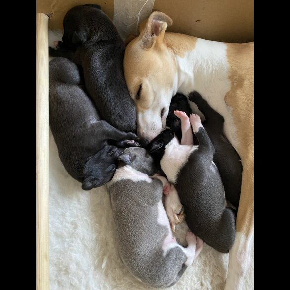 Whippet - Dogs
