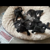 Whippet - Dogs
