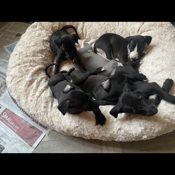 Whippet - Dogs