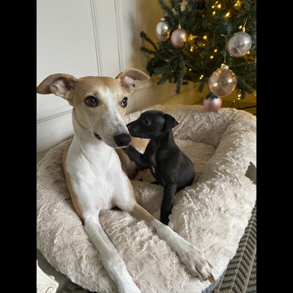 Whippet - Dogs