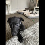 Whippet - Dogs