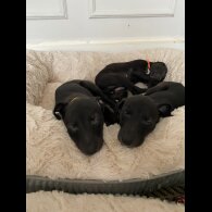 Whippet - Dogs