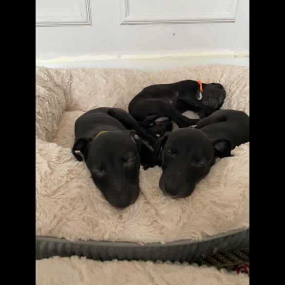 Whippet - Dogs