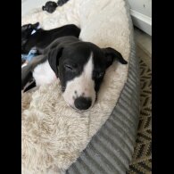 Whippet - Dogs