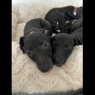 Whippet - Dogs