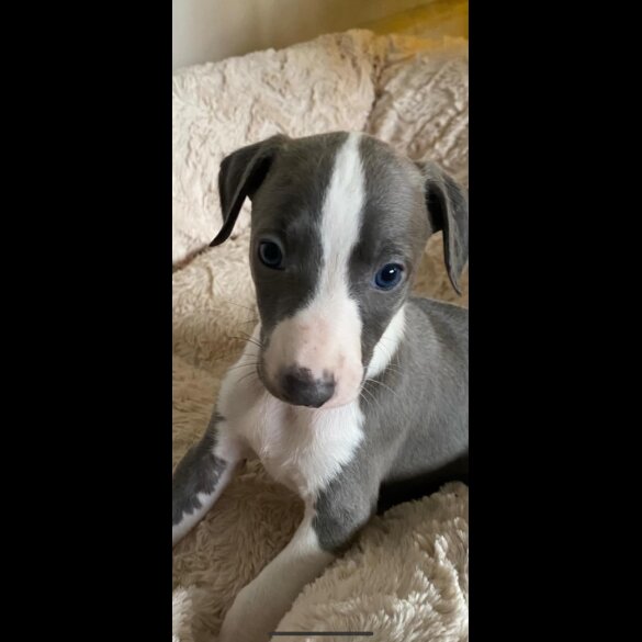 Whippet - Dogs