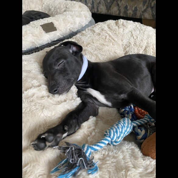 Whippet - Dogs