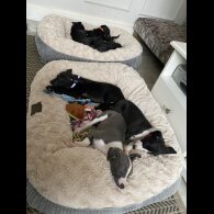 Whippet - Dogs
