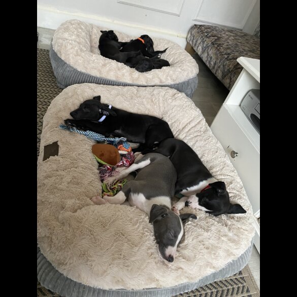 Whippet - Dogs