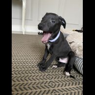 Whippet - Dogs