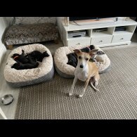 Whippet - Dogs