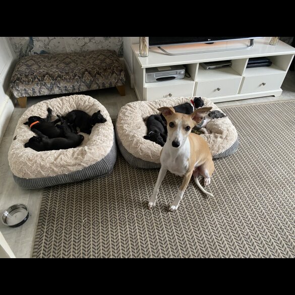 Whippet - Dogs