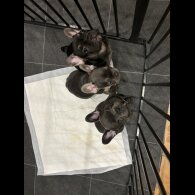 French Bulldog - Both