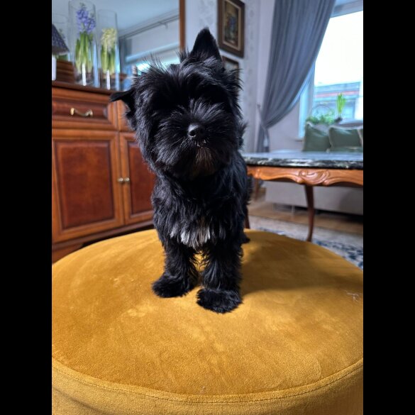 Yorkshire Terrier - Bitches