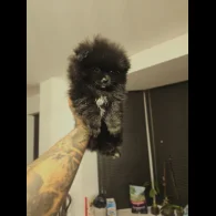 Pomeranian - Dogs