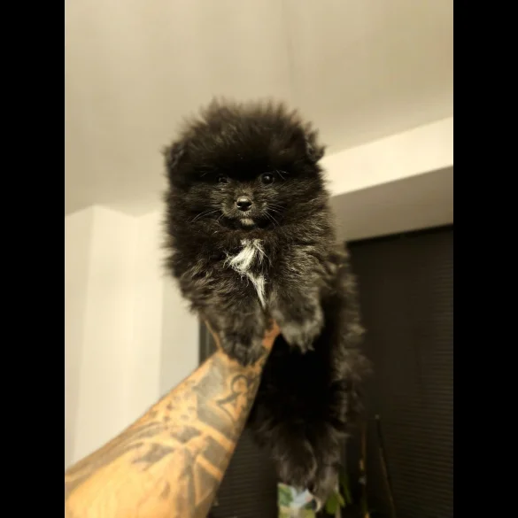 Pomeranian - Dogs