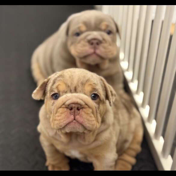 English Bulldog - Both