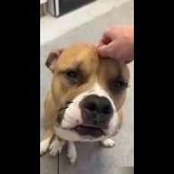 Staffordshire Bull Terrier - Both
