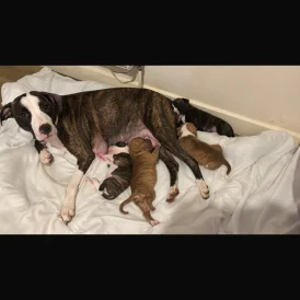 Staffordshire Bull Terrier - Both