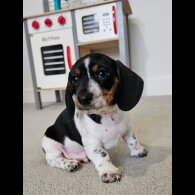 Dachshund (Standard &amp; Miniature) - Dogs