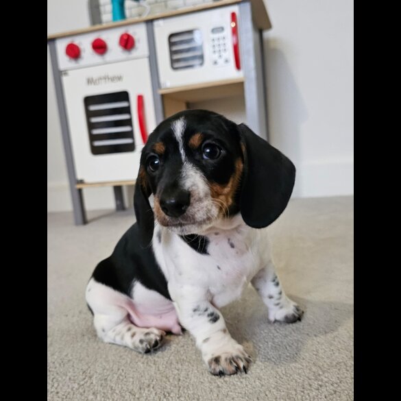 Dachshund (Standard &amp; Miniature) - Dogs