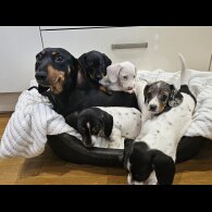 Dachshund (Standard &amp; Miniature) - Dogs