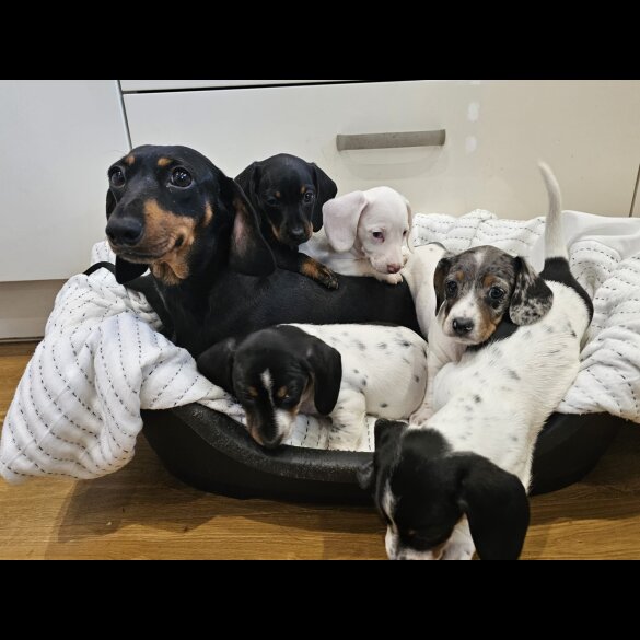 Dachshund (Standard &amp; Miniature) - Dogs
