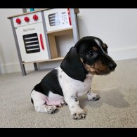 Dachshund (Standard &amp; Miniature) - Dogs
