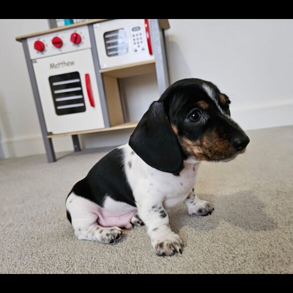 Dachshund (Standard &amp; Miniature) - Dogs