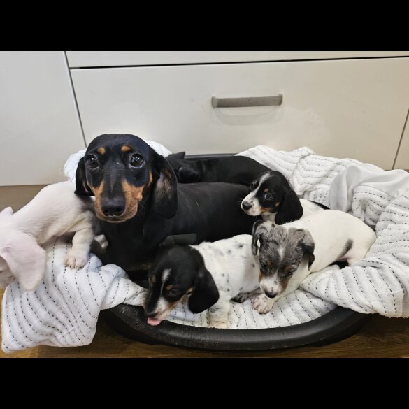 Dachshund (Standard &amp; Miniature) - Dogs