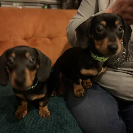 Dachshund (Standard &amp; Miniature) - Both