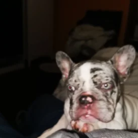 French Bulldog