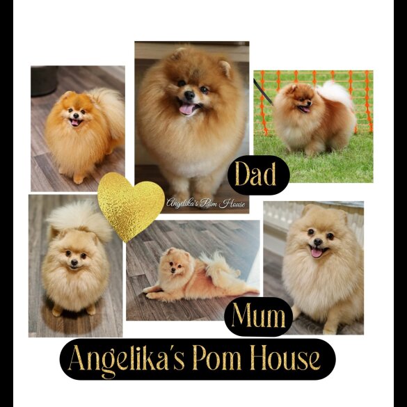 Pomeranian - Dogs