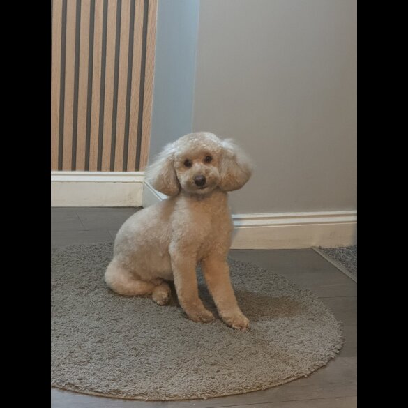 Toy Poodle