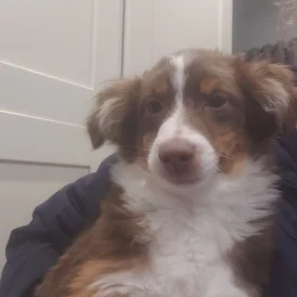 Australian Shepherd Dog - Both