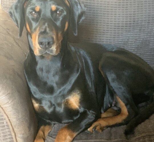 Doberman