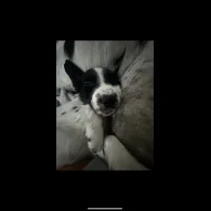 English Springer Spaniel - Bitches