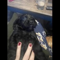 Sprocker Spaniel - Both