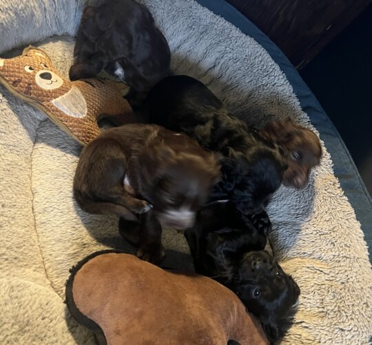 Sprocker Spaniel