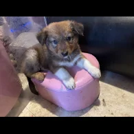 Border Collie - Dogs