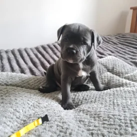 Staffordshire Bull Terrier - Both