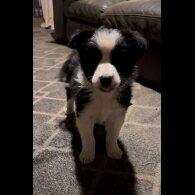 Border Collie - Both