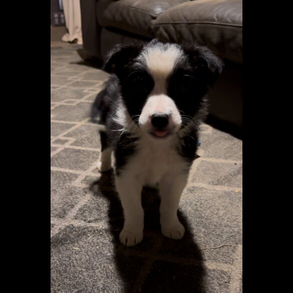 Border Collie - Both