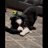 Border Collie - Both