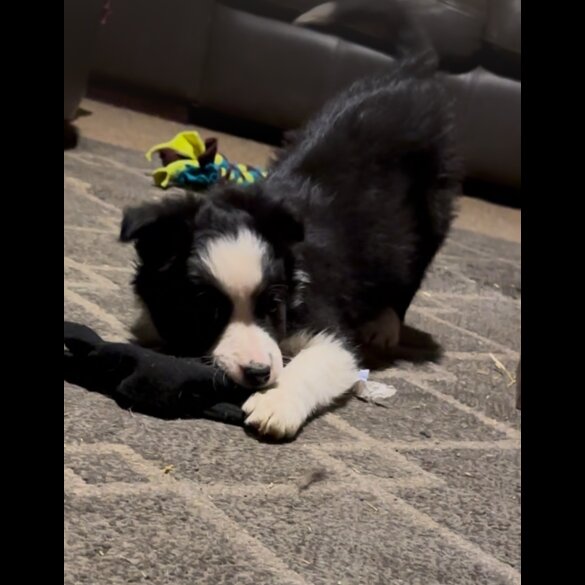 Border Collie - Both