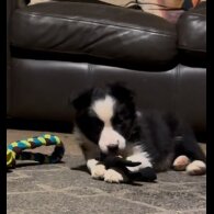 Border Collie - Both