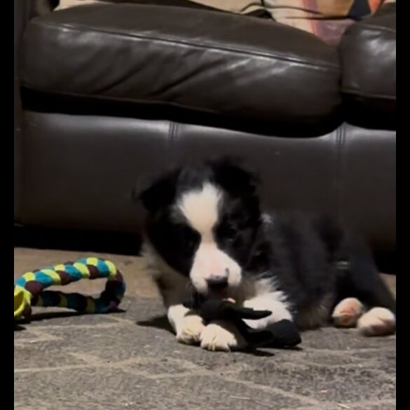 Border Collie - Both